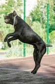 A large black dog with a muscular build is captured mid-air while leaping. The dog is wearing a chain collar and appears to be playing on a sports court with a green fence and trees in the background.