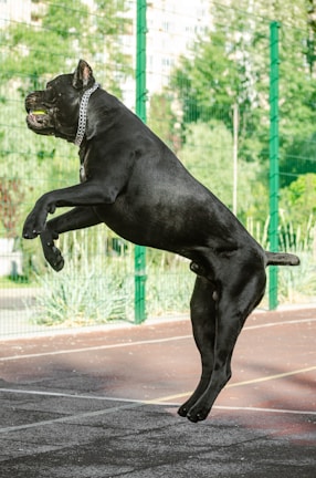 A large black dog with a muscular build is captured mid-air while leaping. The dog is wearing a chain collar and appears to be playing on a sports court with a green fence and trees in the background.