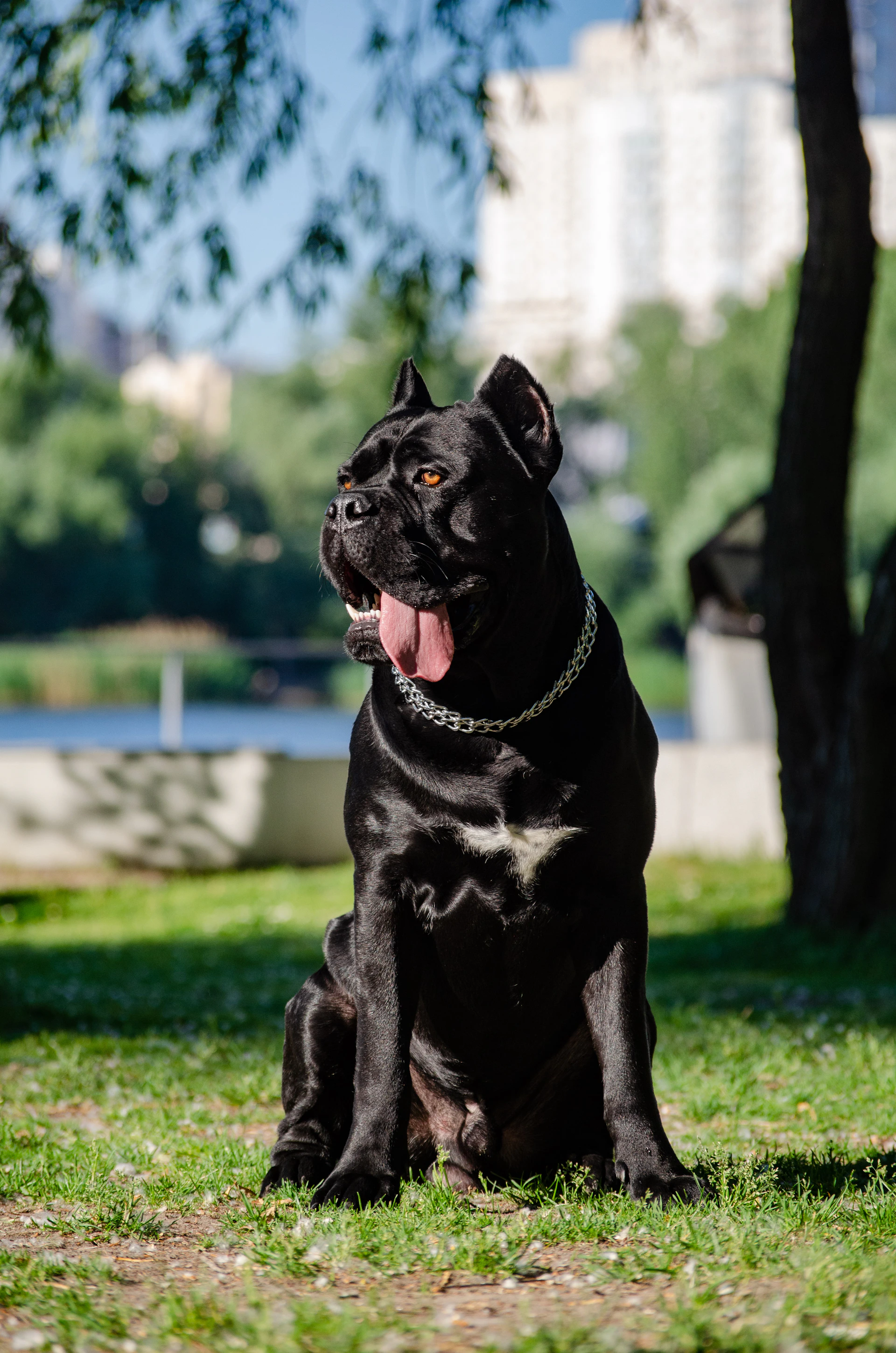 a dog sitting on grass