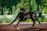A black dog is leaping energetically on a sports court with a green wire fence and lush greenery in the background. The dog's fur is shiny, and it wears a metallic collar. The outdoor setting is bright and sunny.