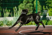 A black dog is leaping energetically on a sports court with a green wire fence and lush greenery in the background. The dog's fur is shiny, and it wears a metallic collar. The outdoor setting is bright and sunny.