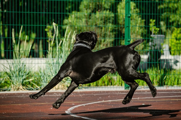 A black dog is leaping energetically on a sports court with a green wire fence and lush greenery in the background. The dog's fur is shiny, and it wears a metallic collar. The outdoor setting is bright and sunny.