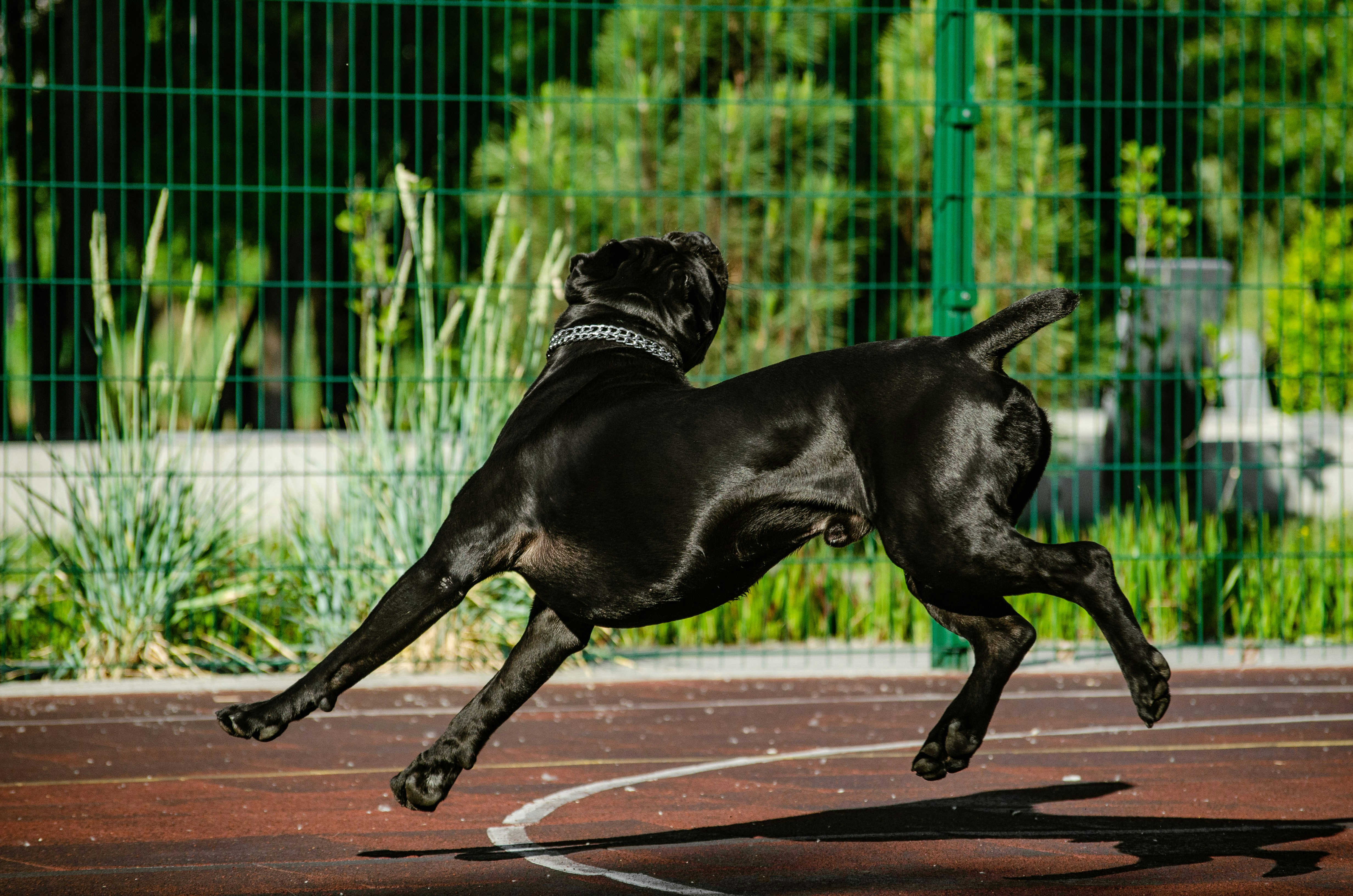 a dog running on a sidewalk