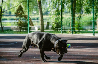 a dog running on a street