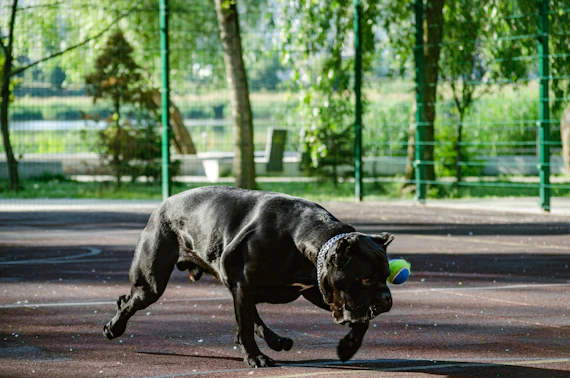 a dog running on a street