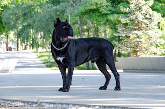 a black dog standing on a street