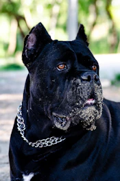 a black dog with a chain around its neck