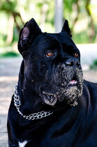 a black dog with a chain around its neck