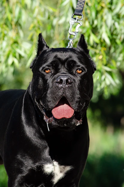 a black dog with a leash