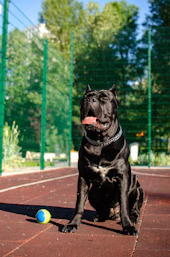 a dog sitting on a tennis court