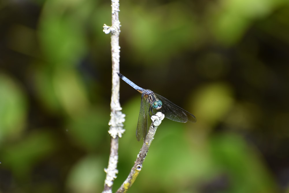 Una libélula en un palo