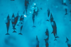 a group of fish swimming