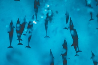 a group of fish swimming