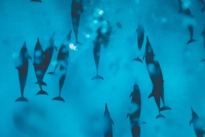 a group of fish swimming