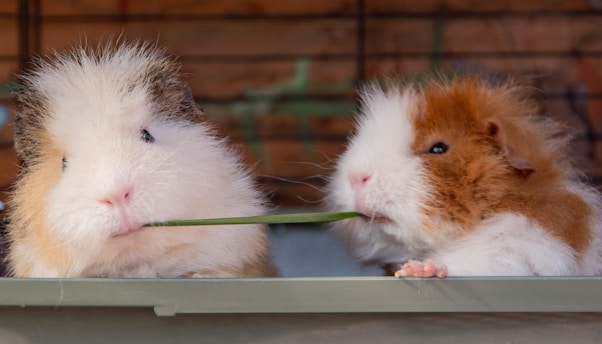 Two fluffy guinea pigs appear side by side, both sharing a long piece of greenery. One guinea pig has a mix of white, brown, and a hint of black fur, while the other exhibits a combination of white and orange. The playful interaction takes place in what seems like a cage, with wood paneling in the background.