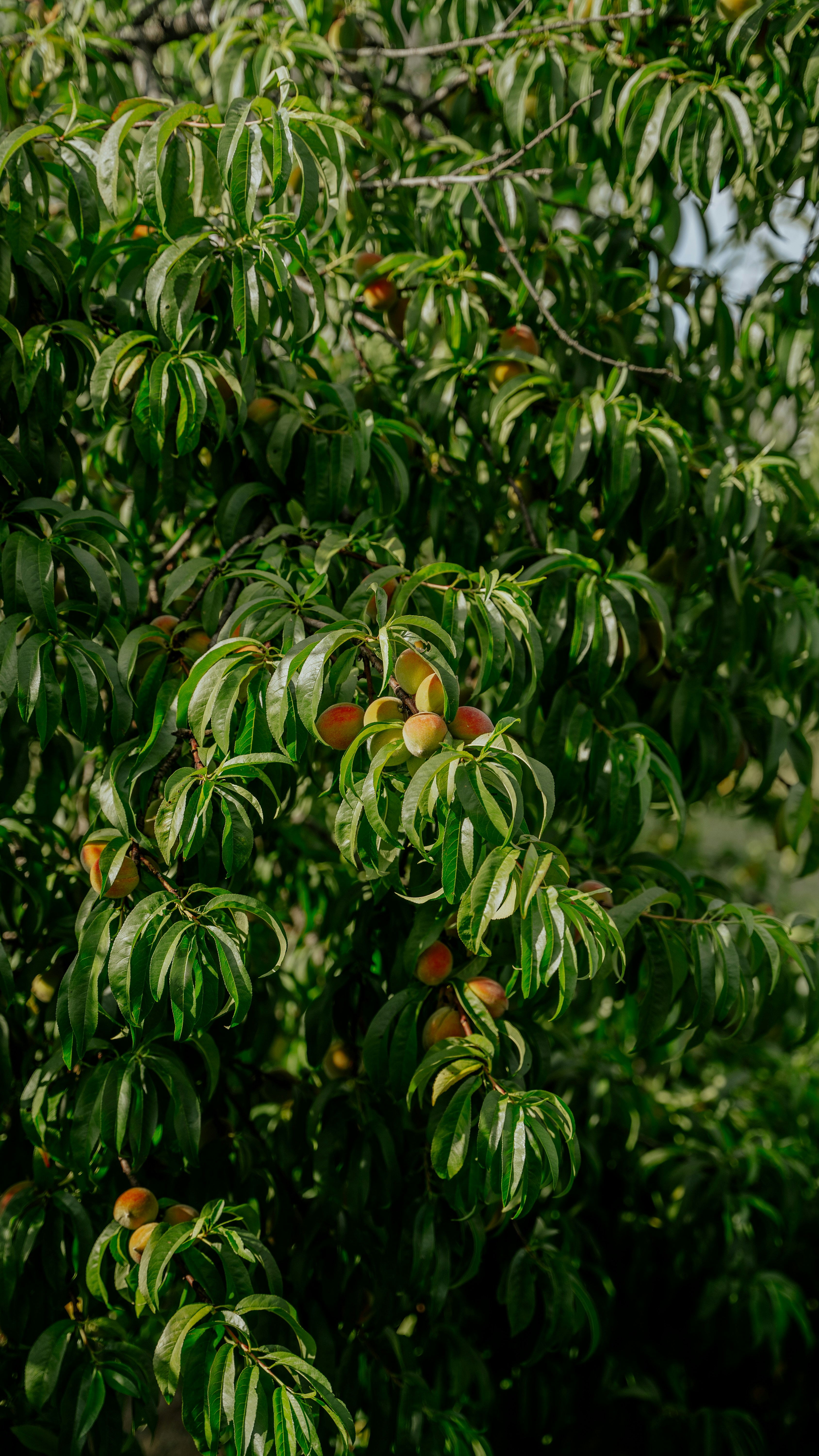 a tree with fruits