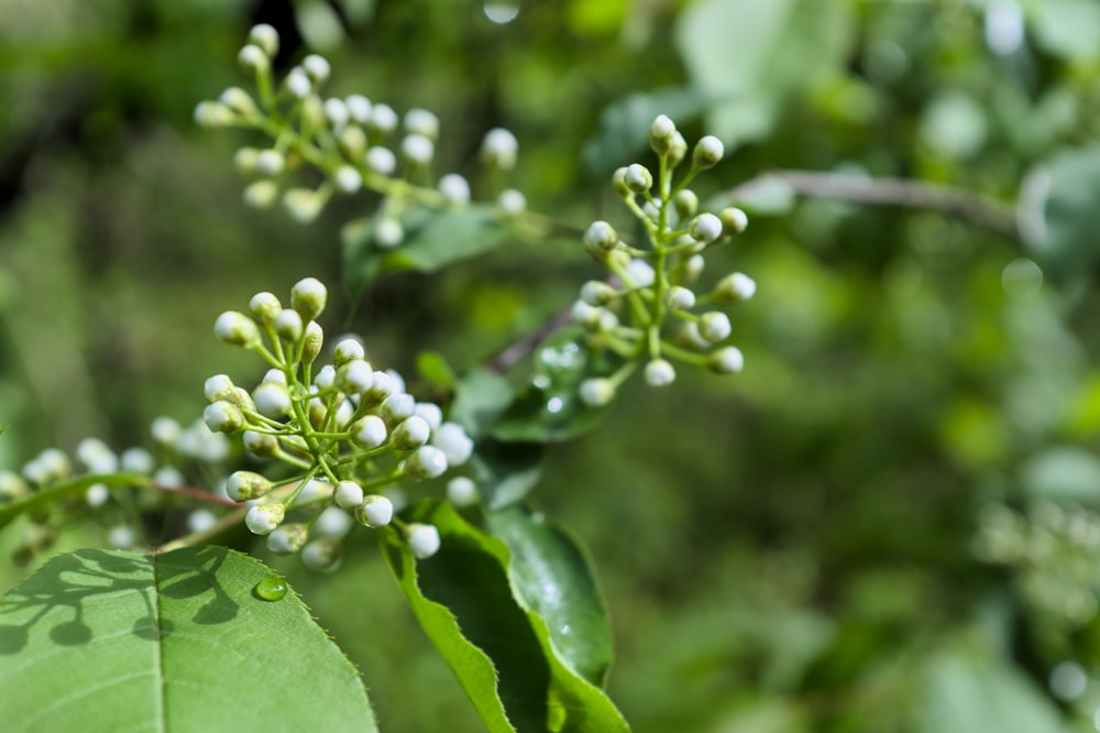 a close-up of a plant