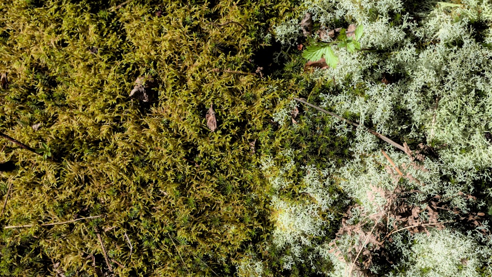 a close-up of some plants