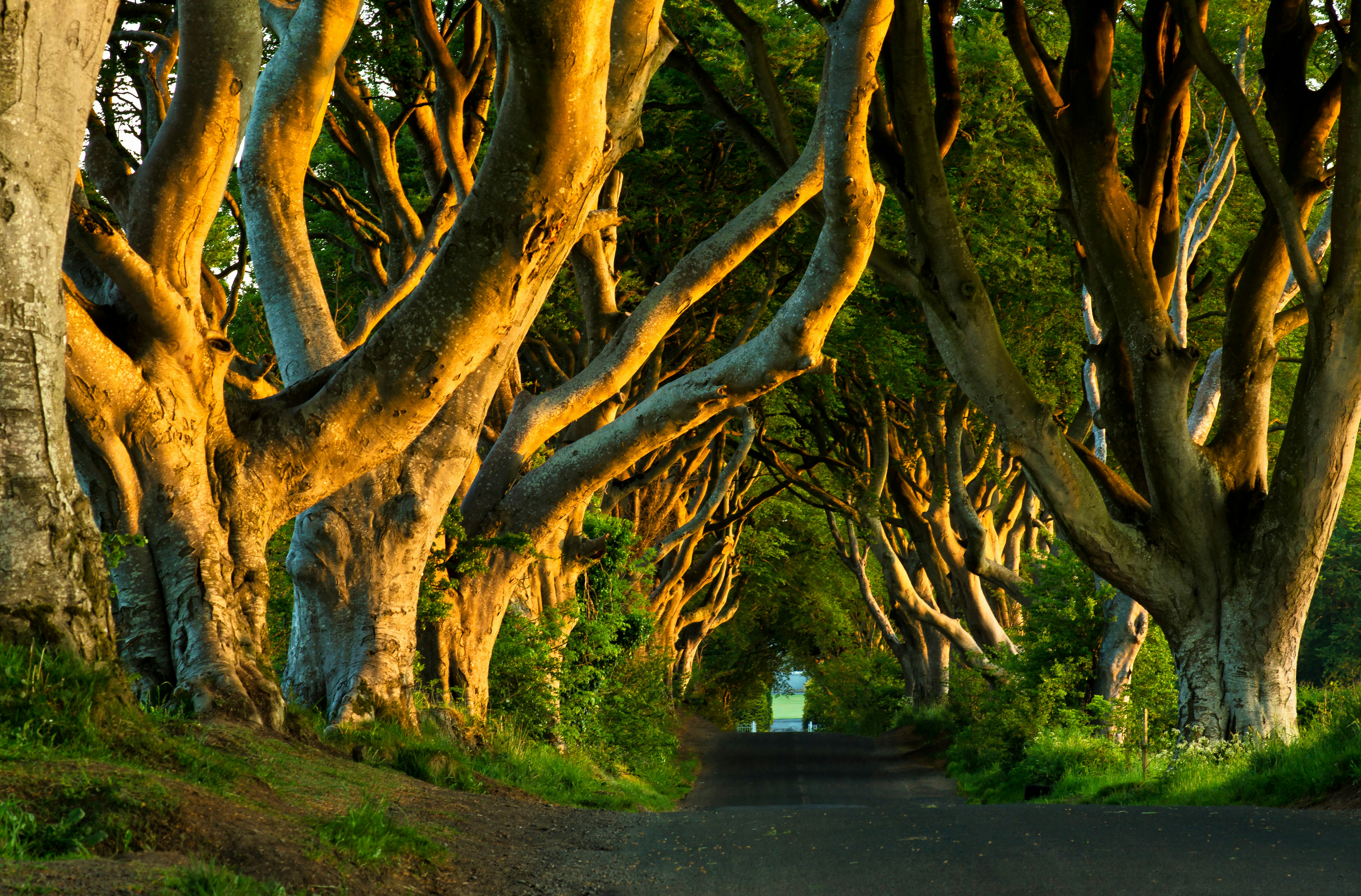 a road with trees on either side
