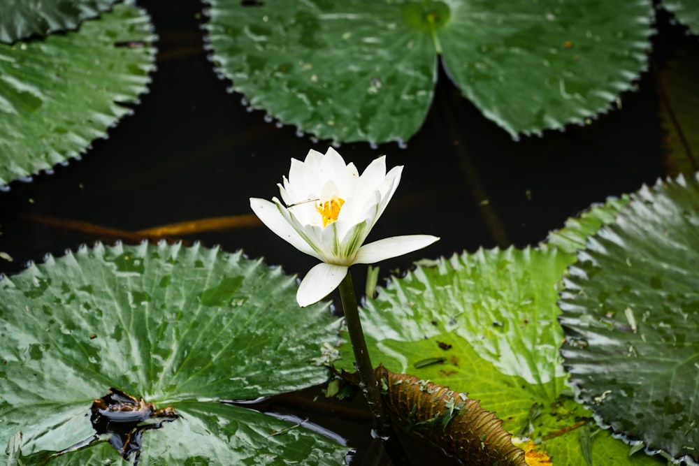 a flower in a pond