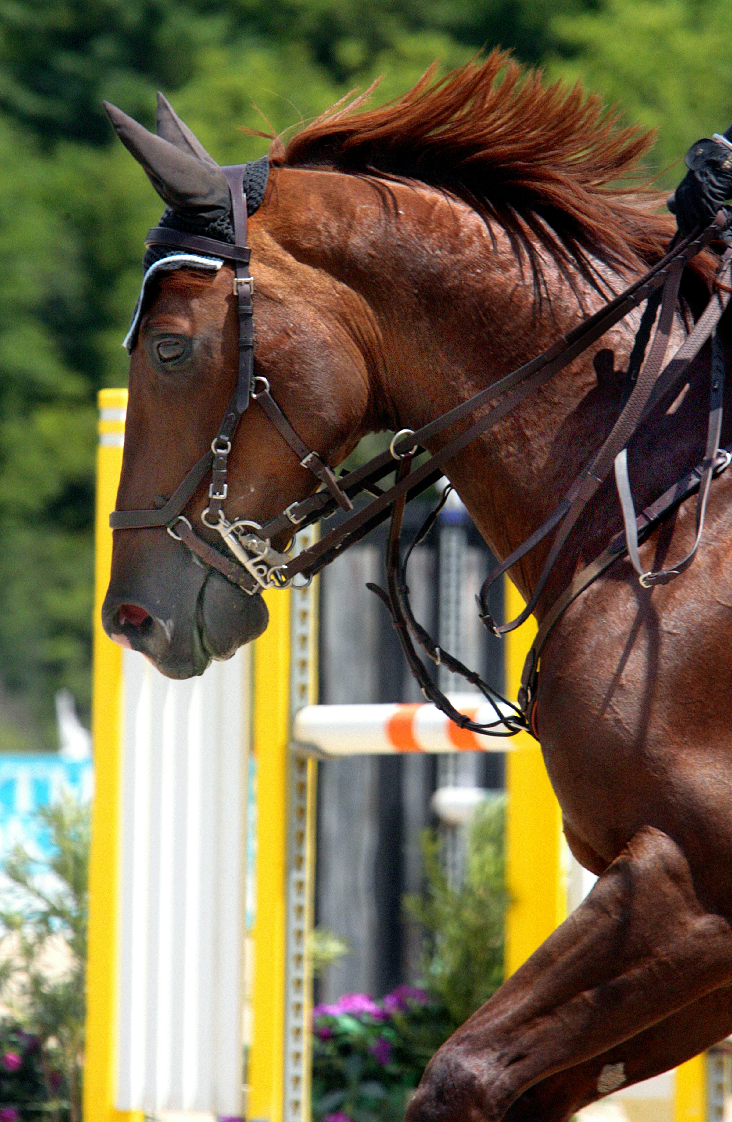 Foto zum Thema Ein paar pferde stehen nebeneinander Kostenloses Bild