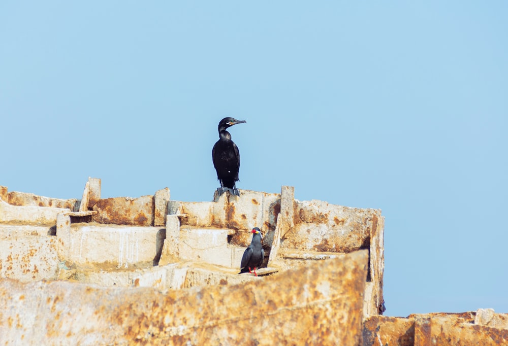 a couple of birds on a roof