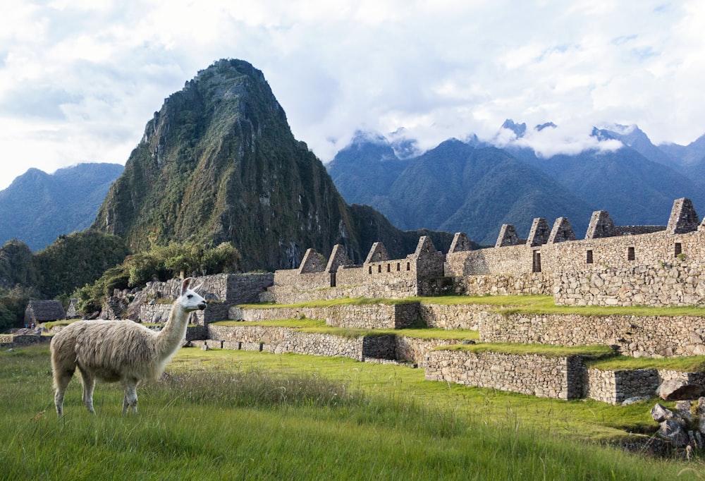 a llama in a field