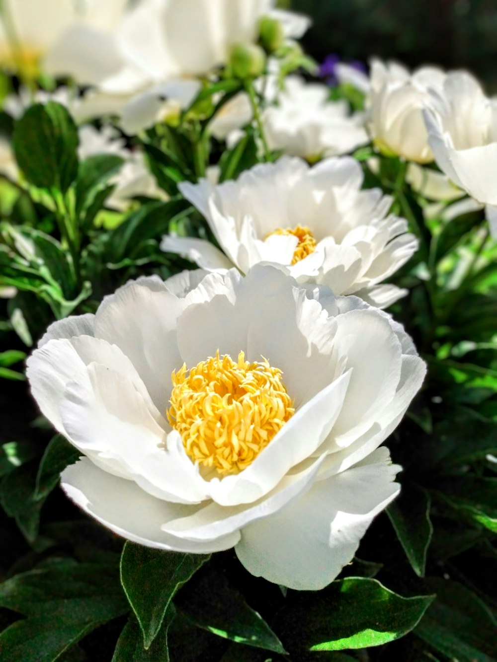 a white flower with yellow center