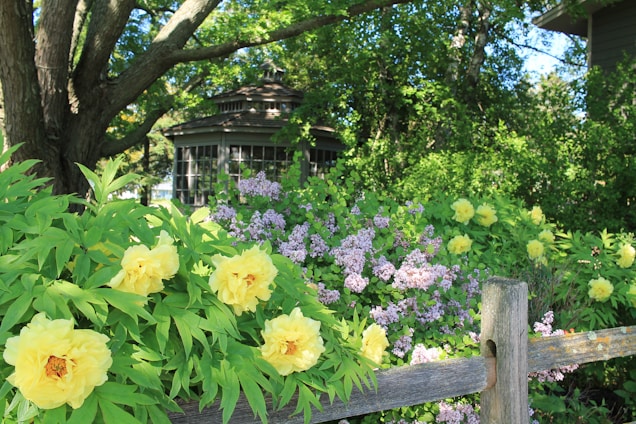 a garden with flowers