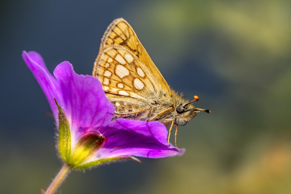 a butterfly on a flower