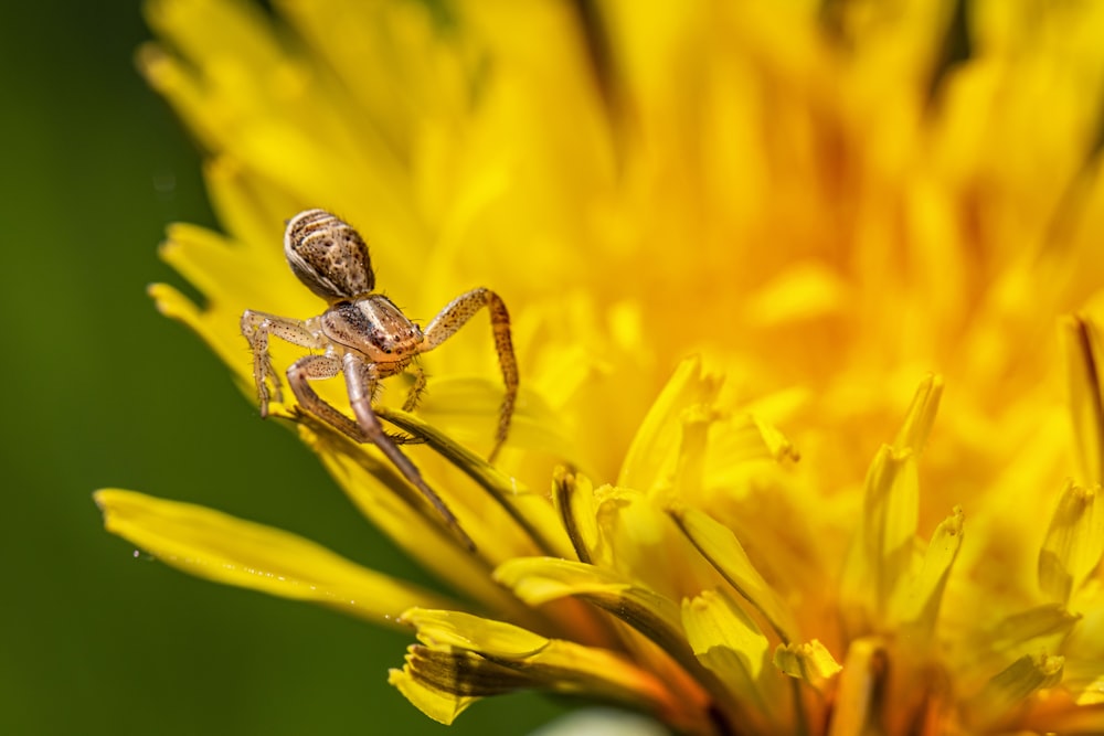 a bee on a yellow flower