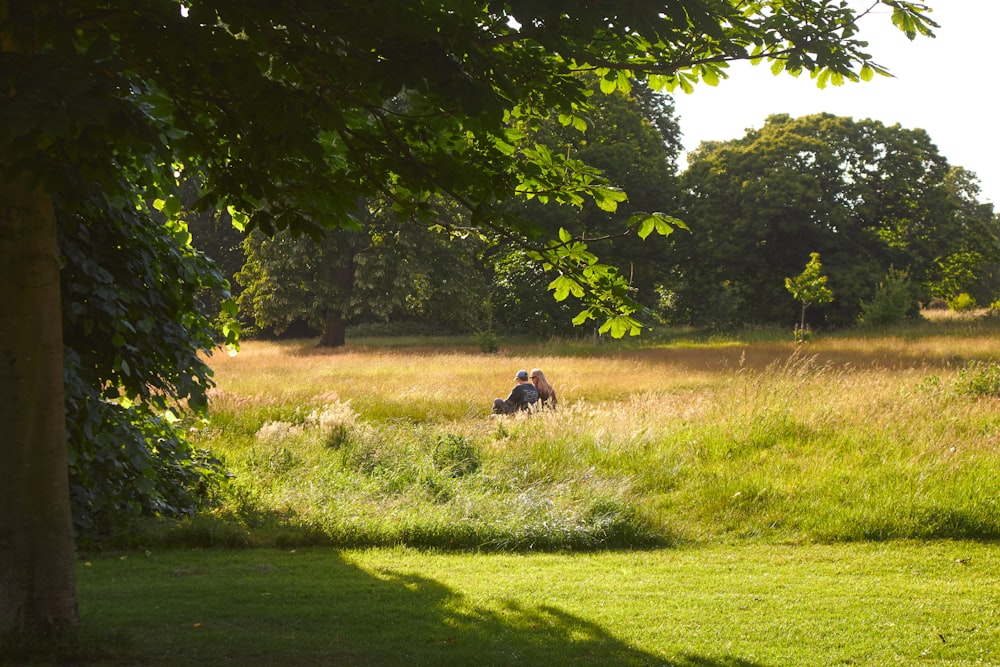 a couple people sitting in a grassy field under a tree