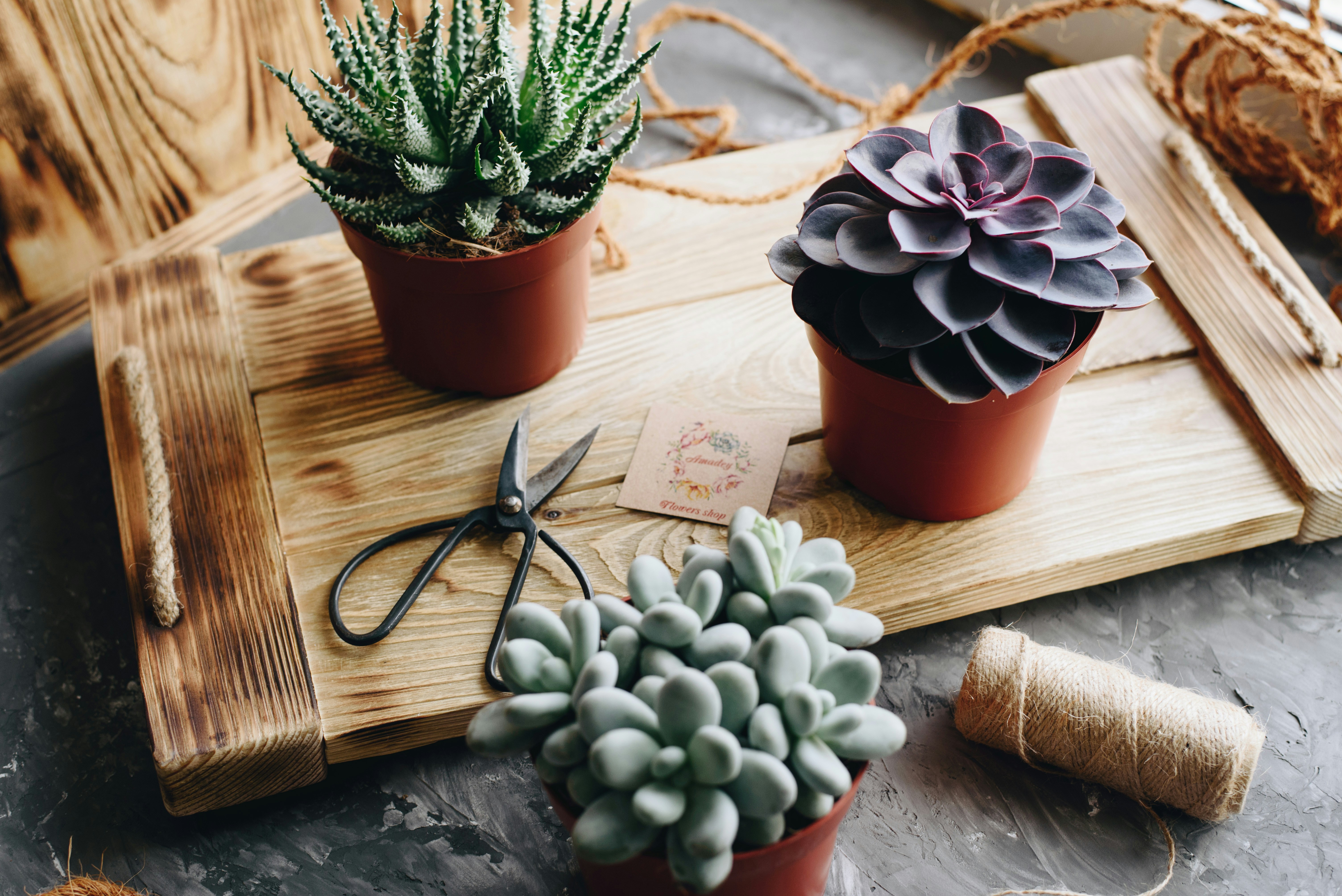 Photo by shadrinaphotography