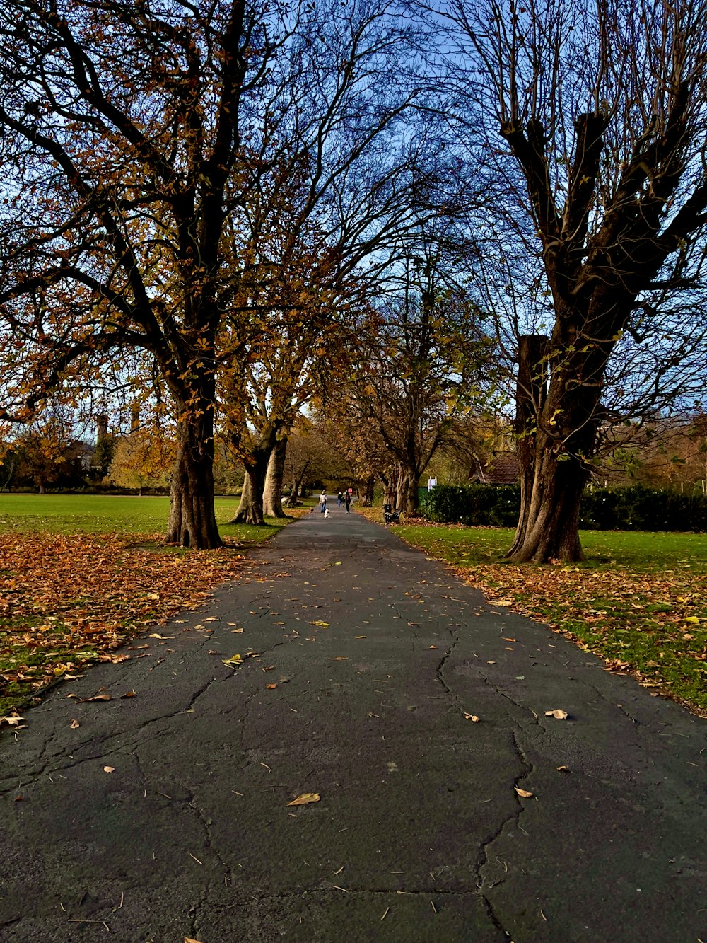 a path with trees on either side