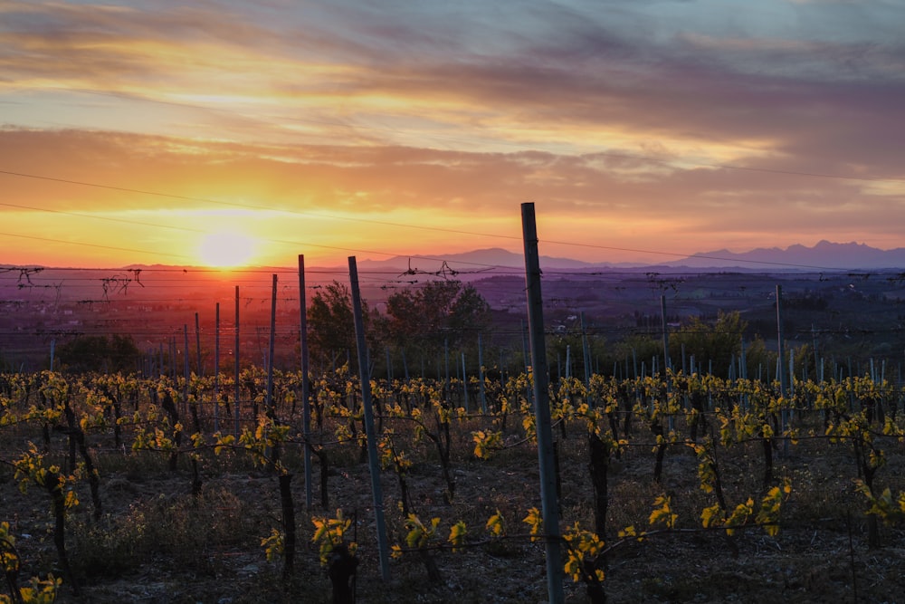 a field of flowers with a sunset in the background