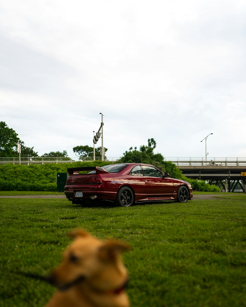 a dog looking at a red car