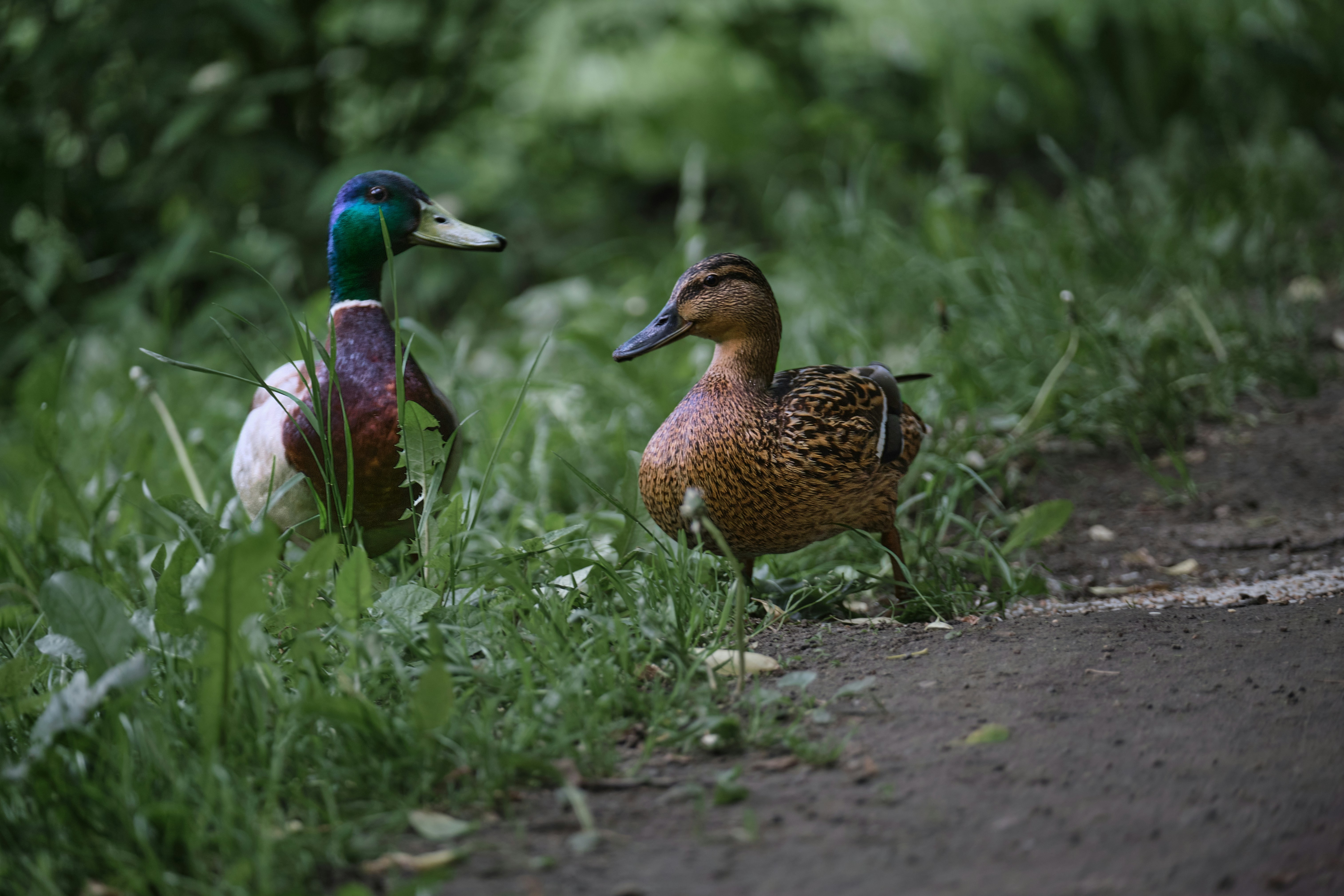 Photo by sergeymasle