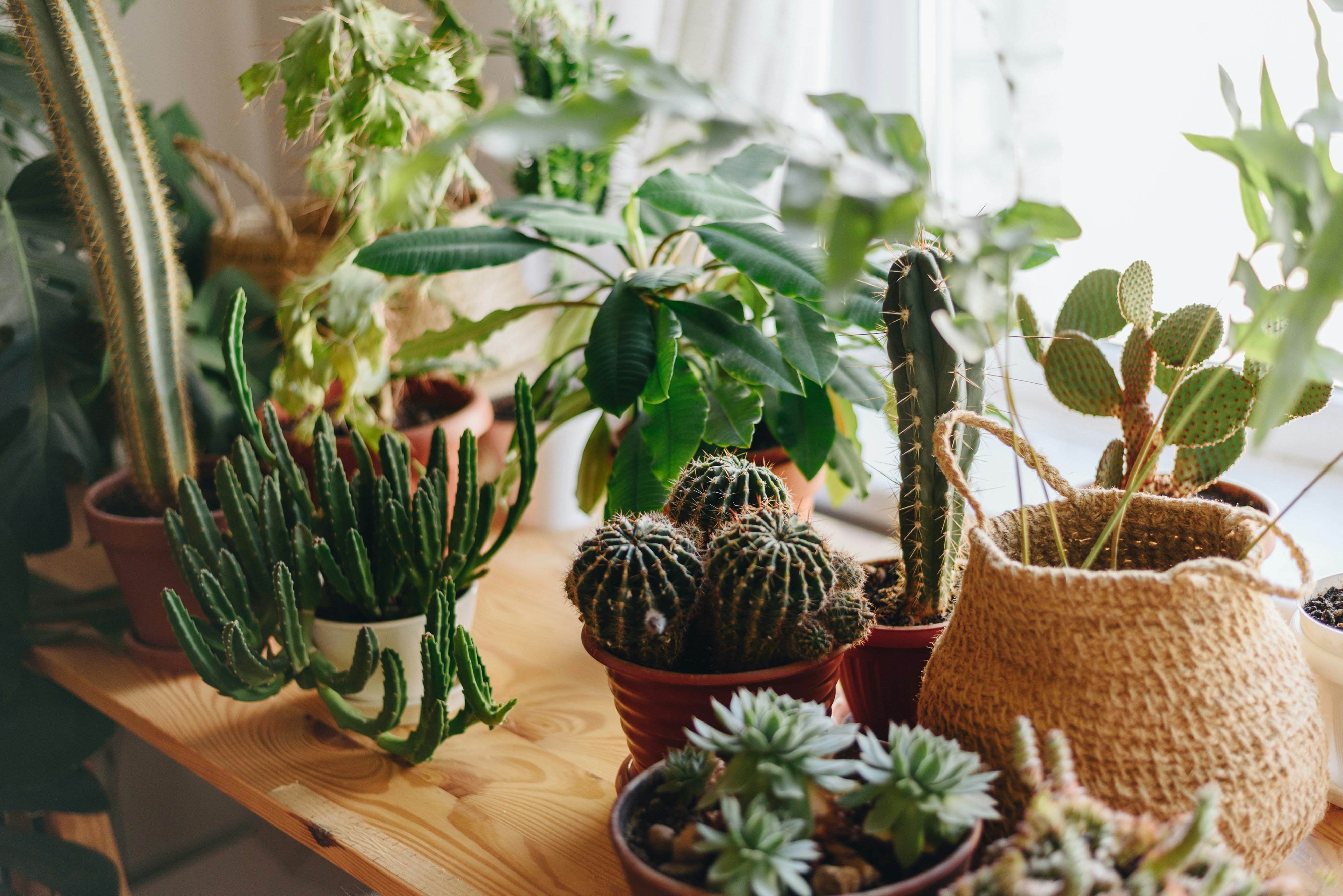 a group of potted plants