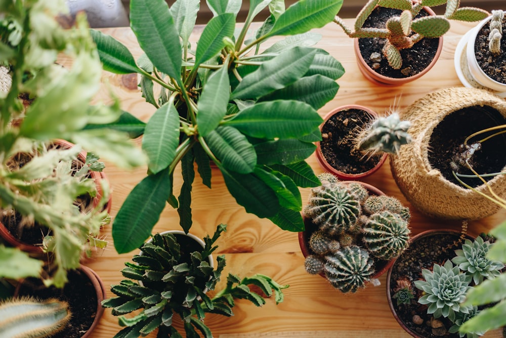 a group of potted plants