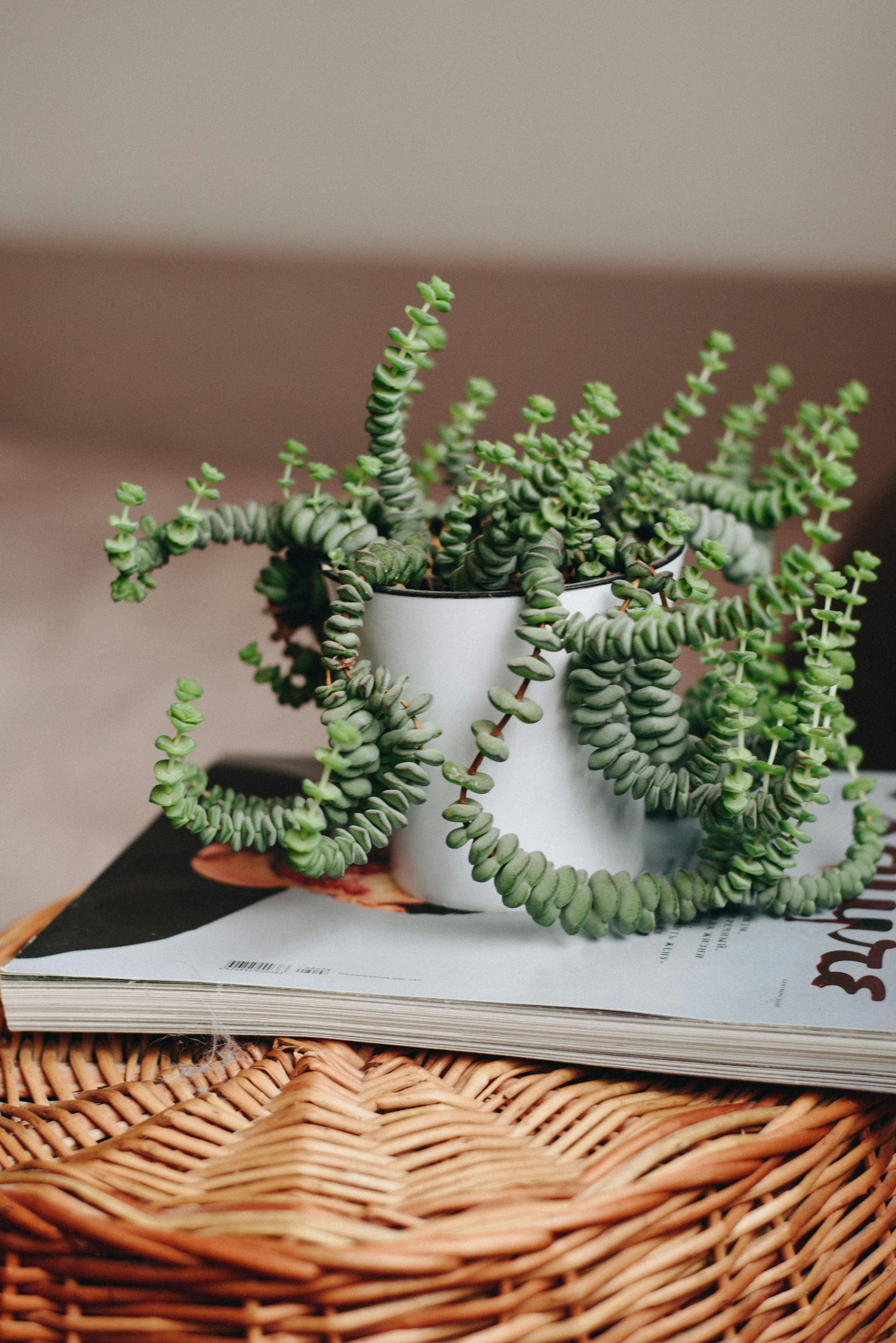 A vase with green leaves photo – Free Plant Image on Unsplash