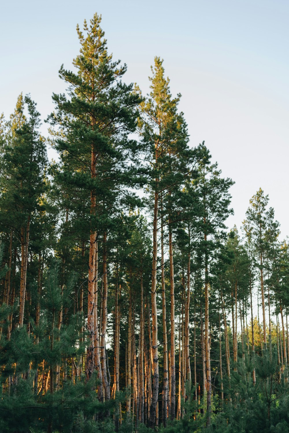 tall trees in a forest