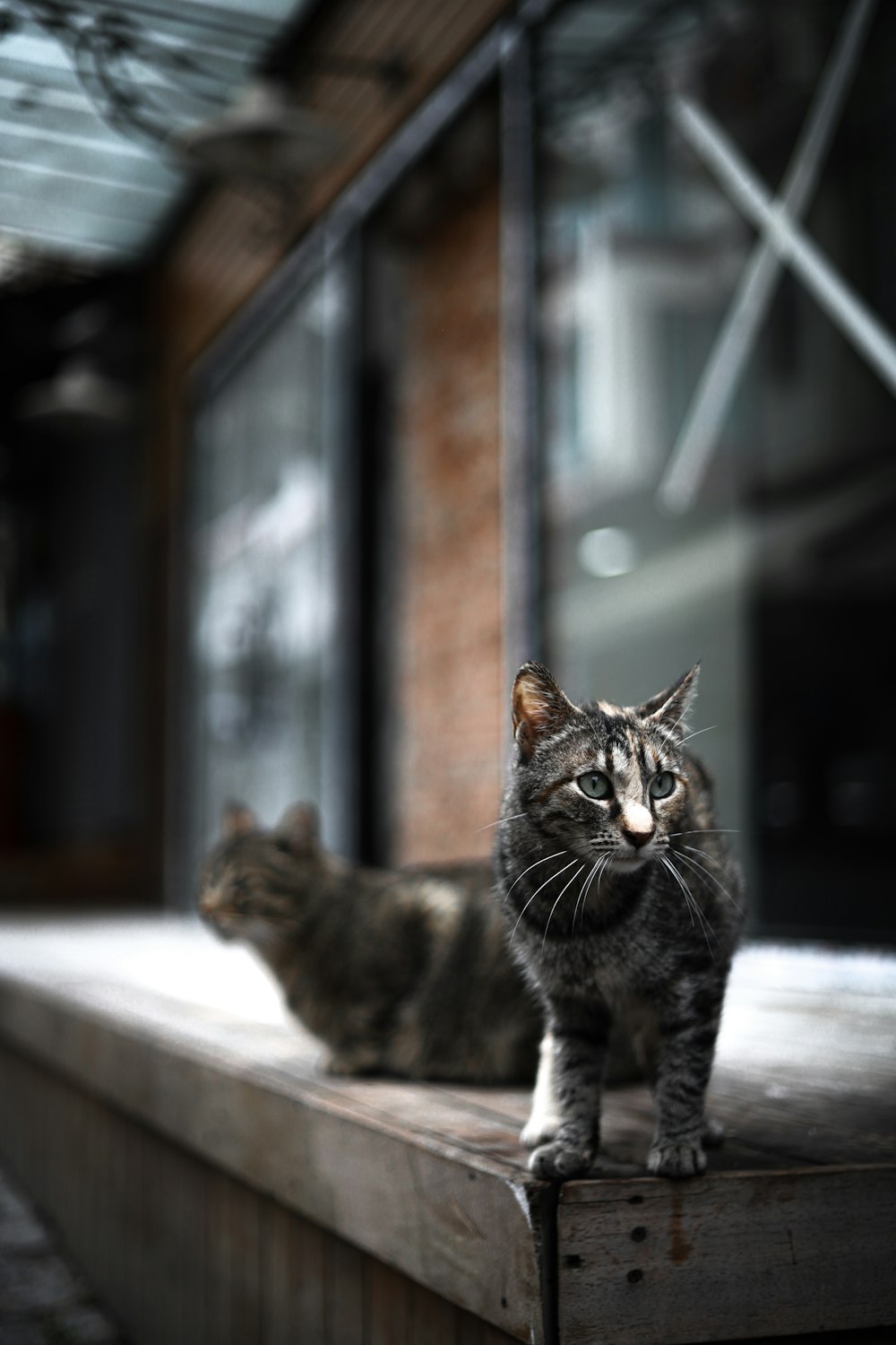 un couple de chats assis sur un rebord