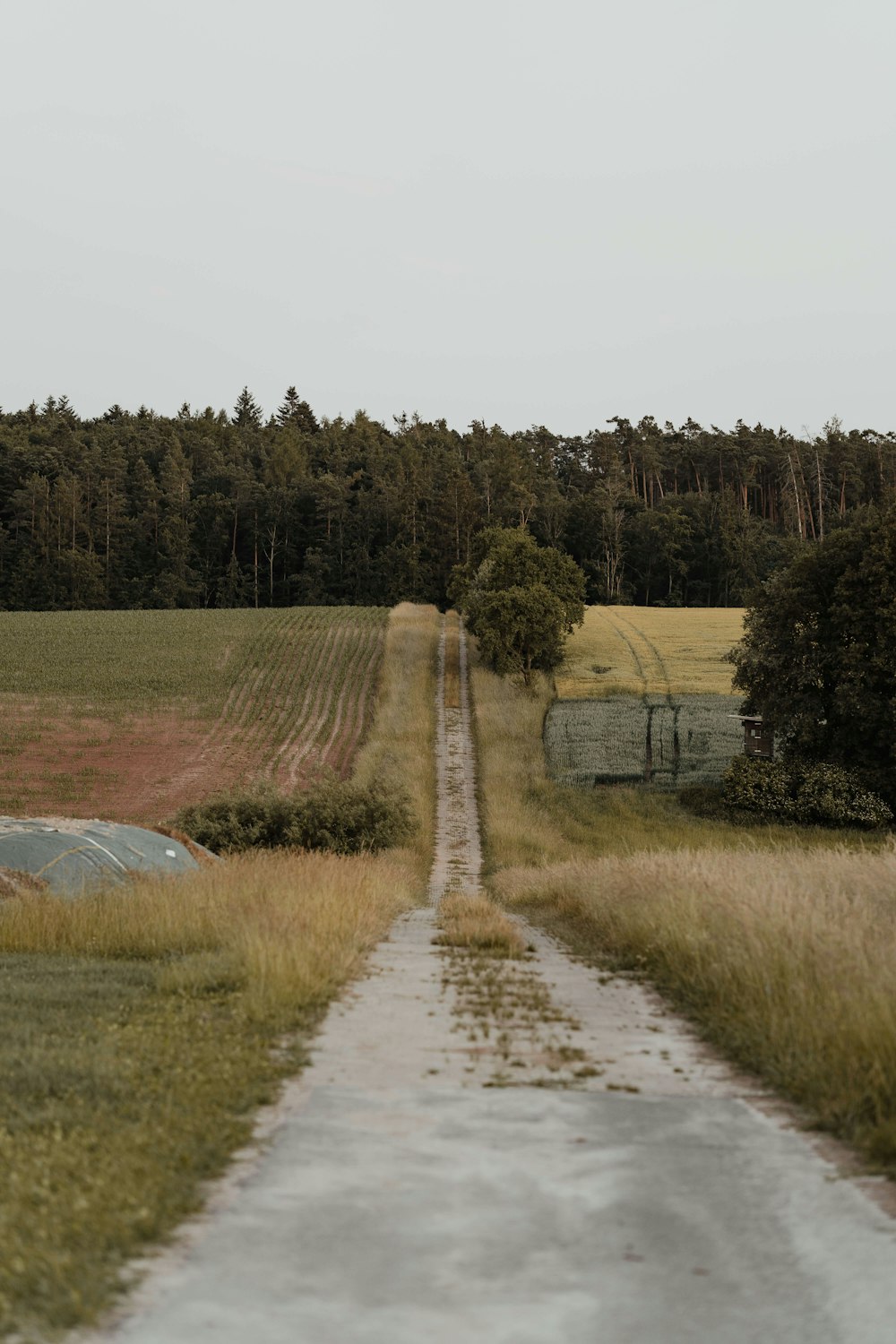 a dirt road with grass and trees on either side of it