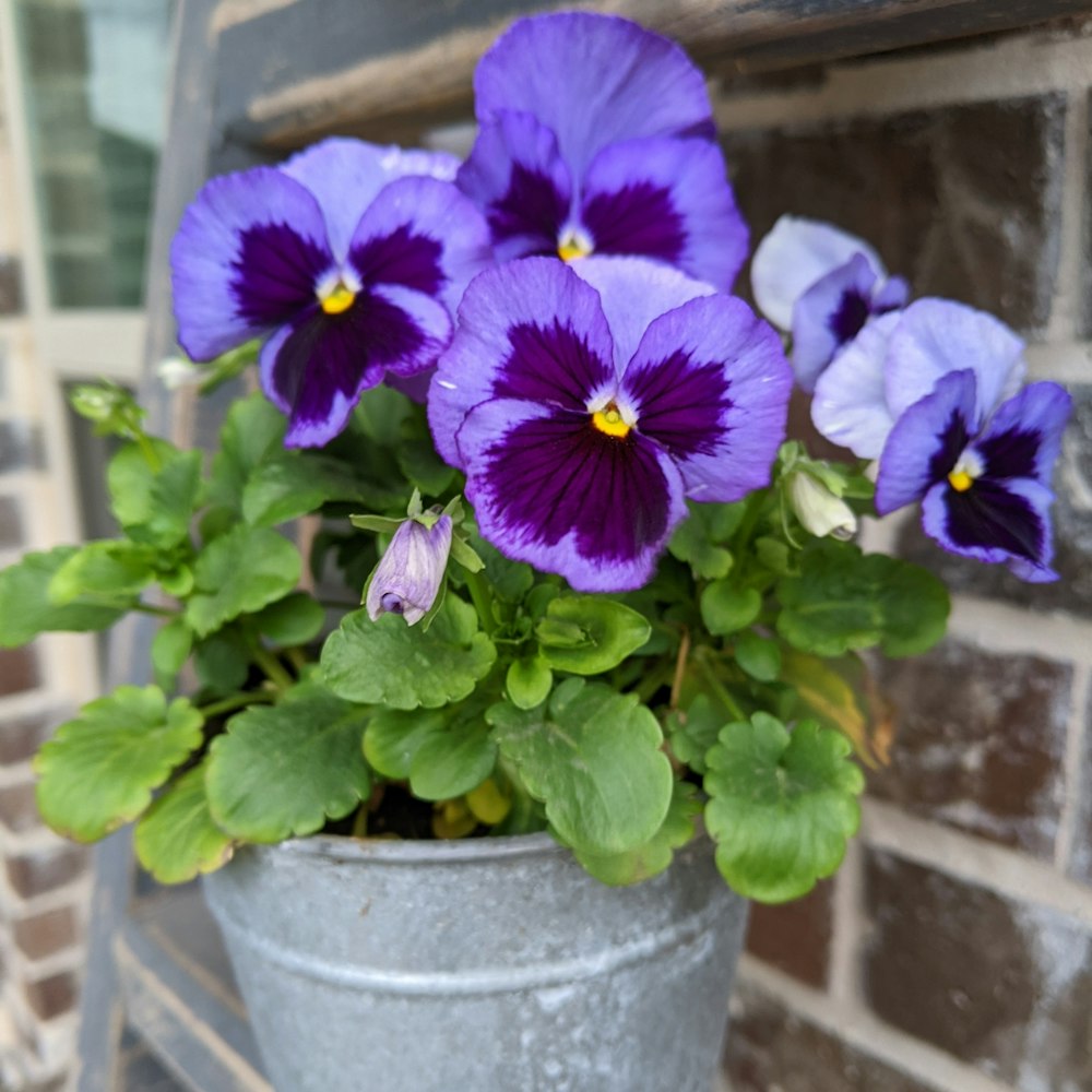 purple flowers in a pot