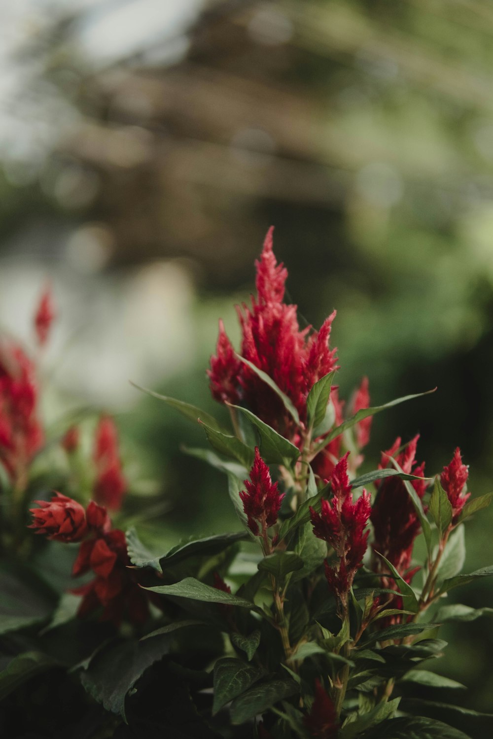 a close up of a plant