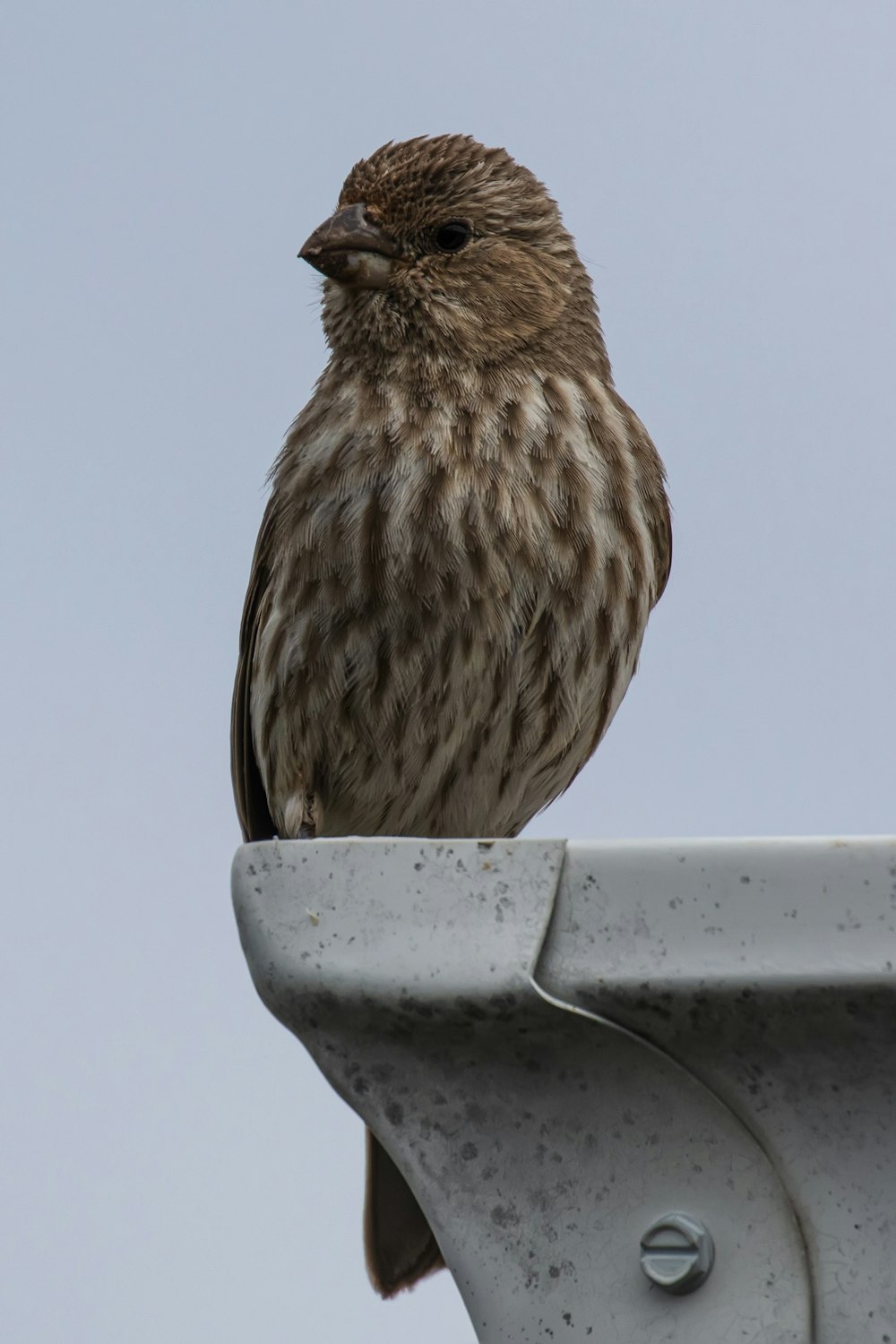 a bird sitting on a bird feeder