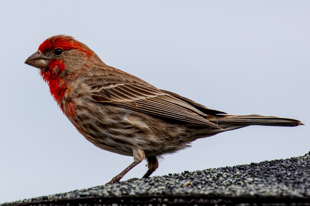 a bird standing on a rock