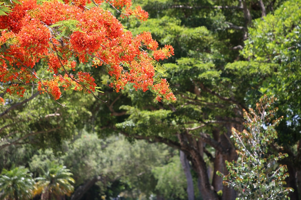 a group of trees with colorful leaves