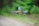 A compact drone equipped with a camera hovers in mid-air against a blurred green and brown outdoor background, highlighting its design and components.