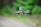 A compact drone equipped with a camera hovers in mid-air against a blurred green and brown outdoor background, highlighting its design and components.